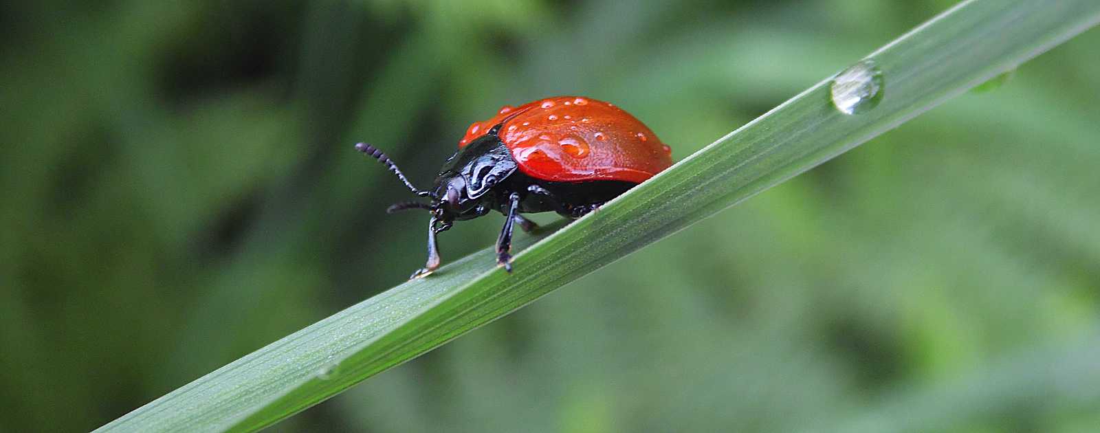 Roter Käfer auf einem Grashalm