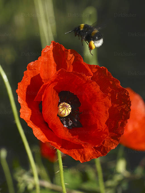 Eine Hummel mit vollen Pollenhöschen vor einer Klatschmohnblüte