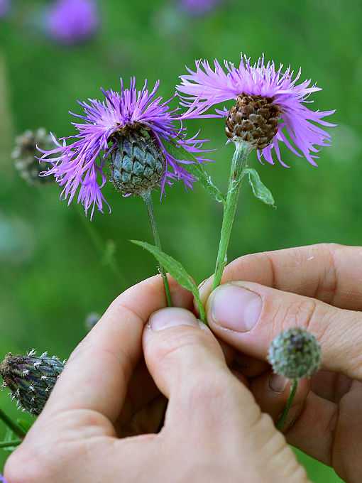 Zwei Flockenblumen-Arten